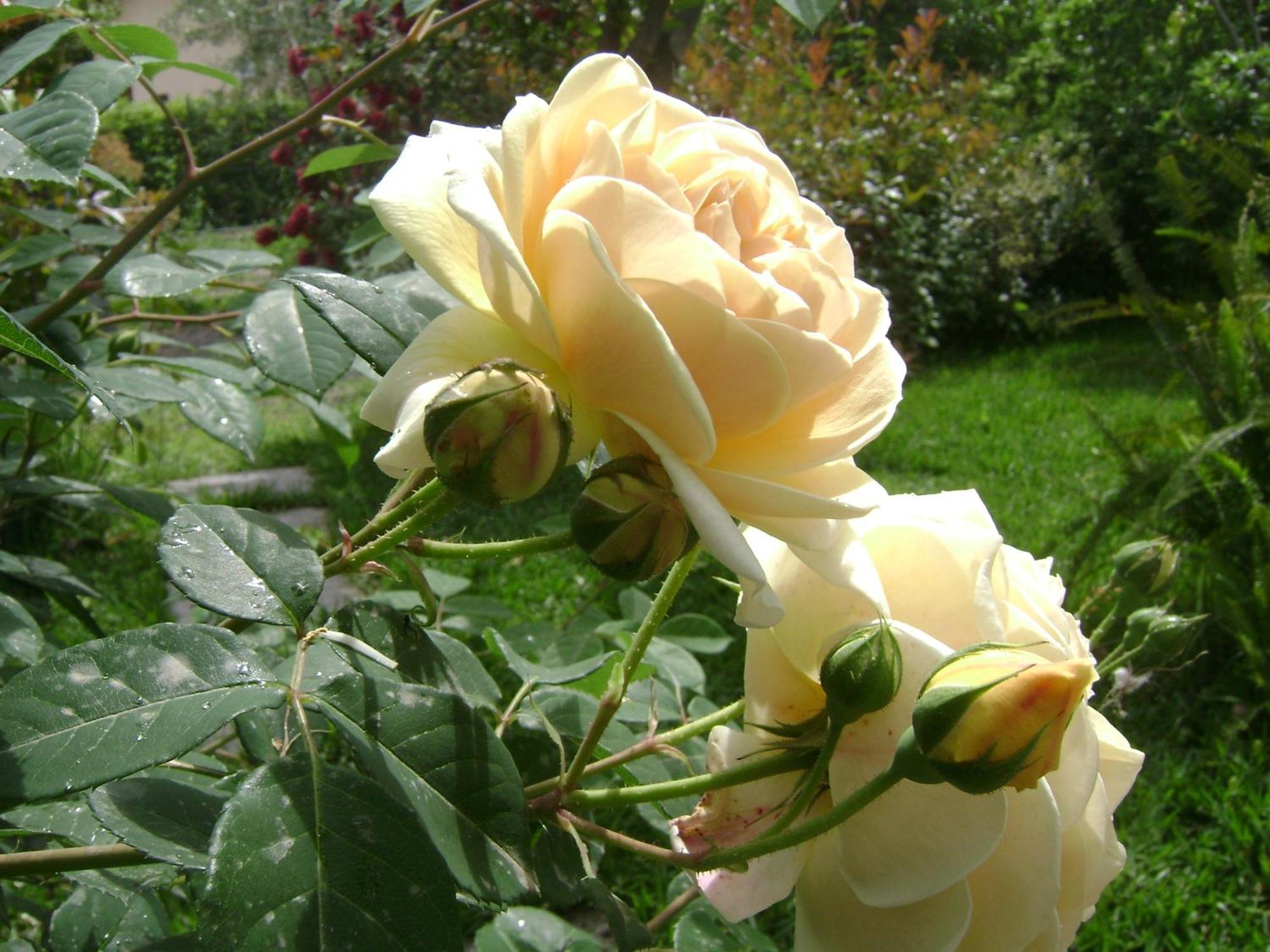 Bed and Breakfast Il Giardino Segreto Trappitello Zimmer foto